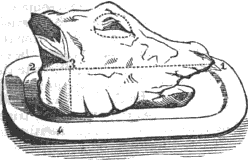 Illustration of a boiled calf's head published in "The American Home Cook Book" circa 1864
